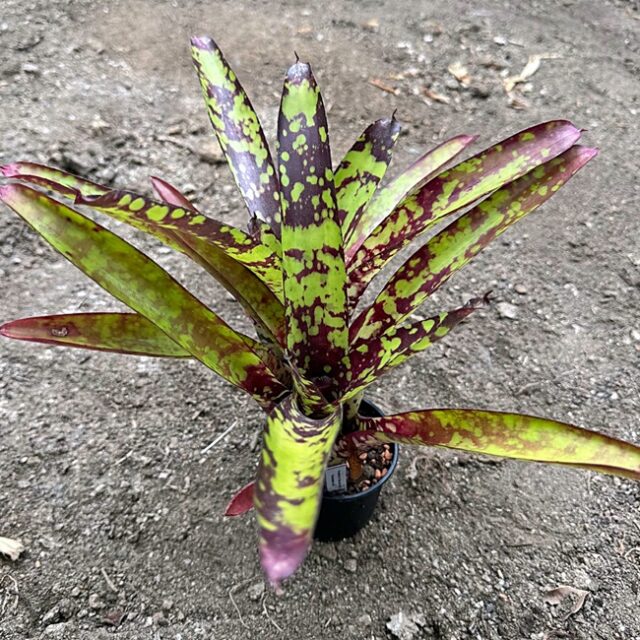 Neoregelia Wine and Gold