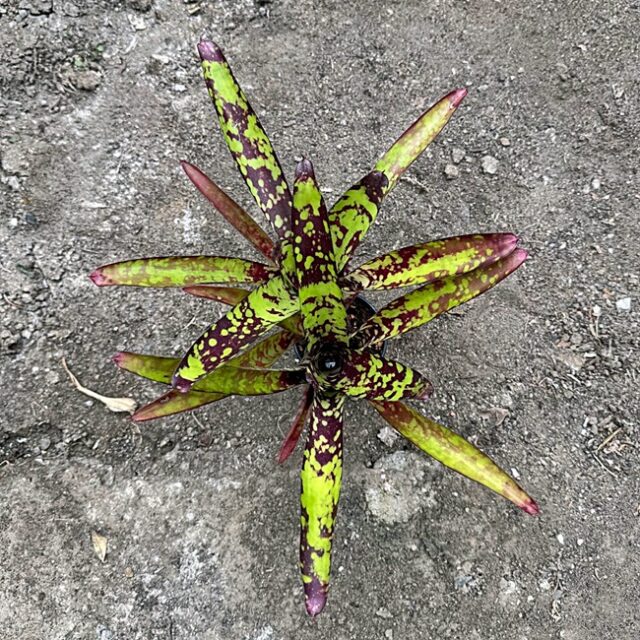 Neoregelia Wine and Gold