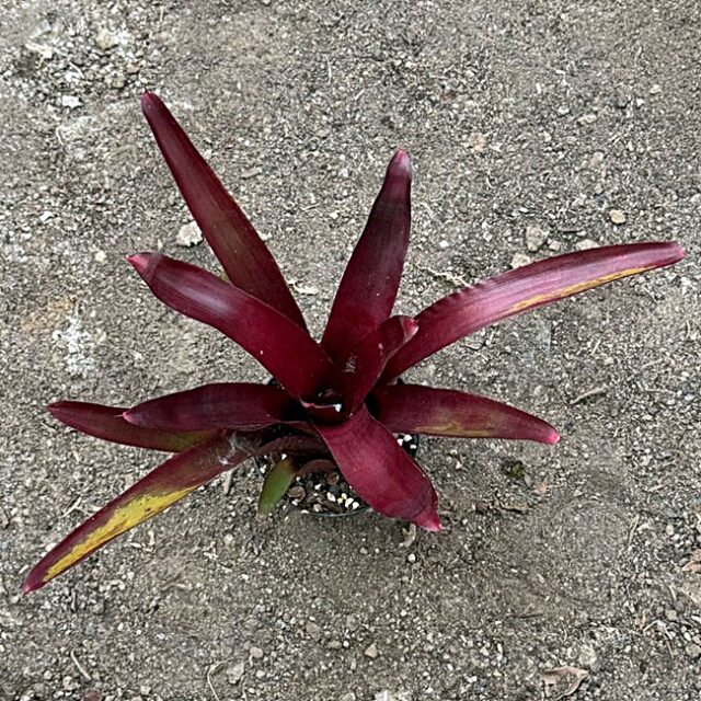 Neoregelia Nr 21