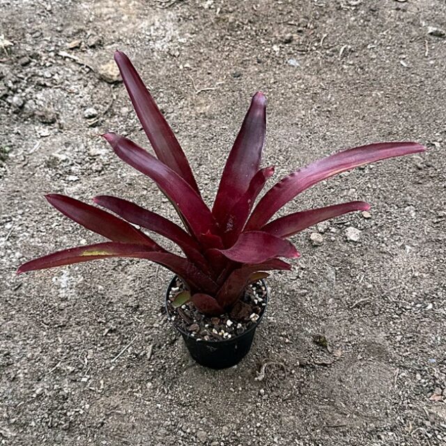 Neoregelia Nr 21