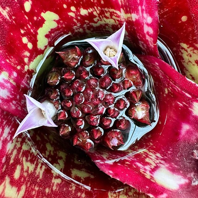 Neoregelia milagro