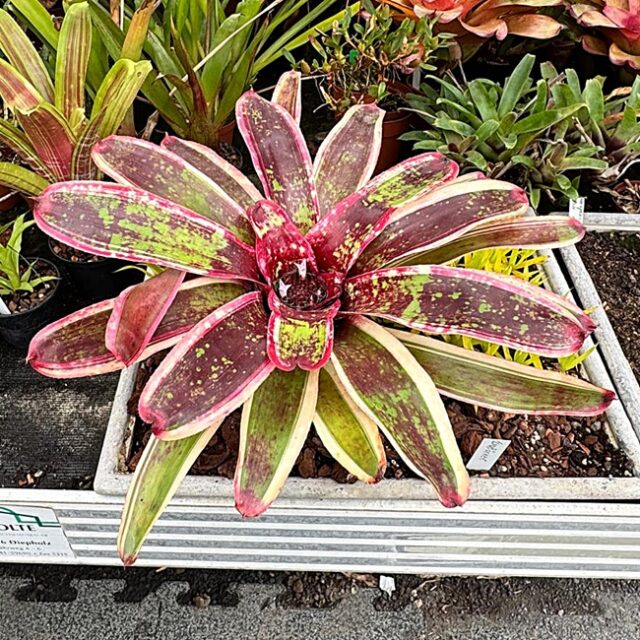 Neoregelia milagro