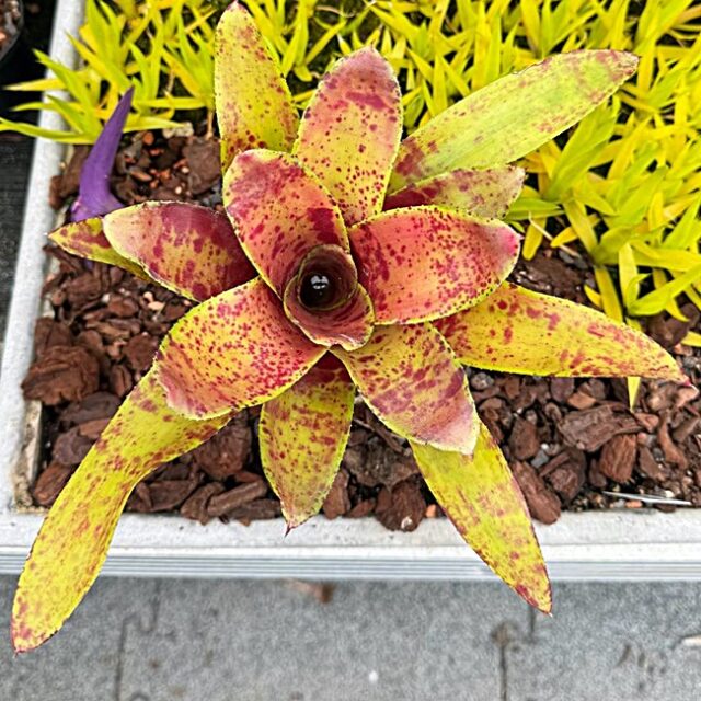 Neoregelia Tomfoolery