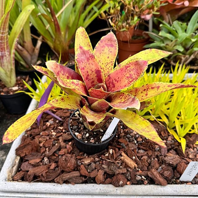 Neoregelia Tomfoolery