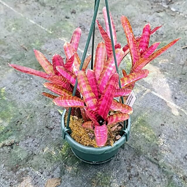 Neoregelia Hot Embers