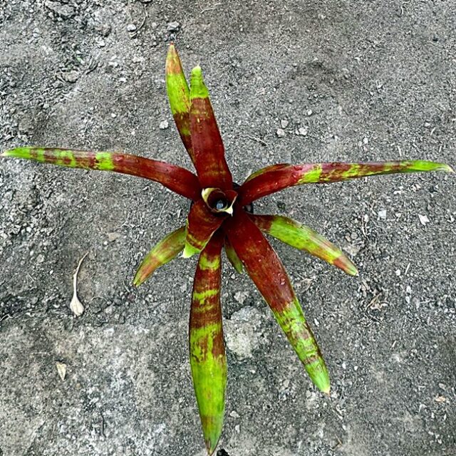 Neoregelia Lamberts Pride