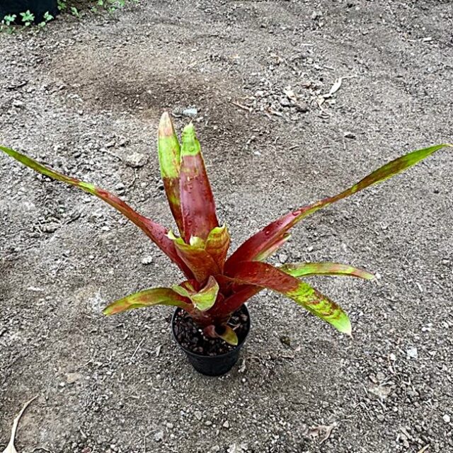 Neoregelia Lamberts Pride