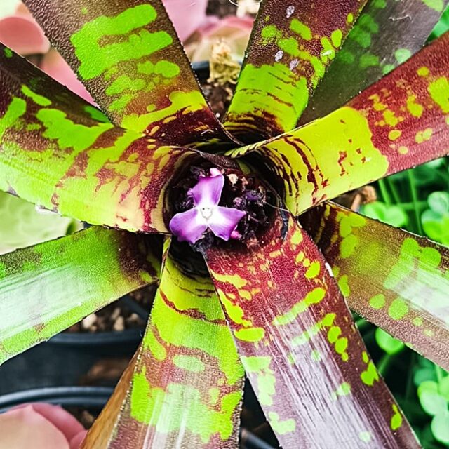 Neoregelia "Flash Point"