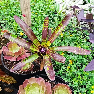 Neoregelia "Flash Point"