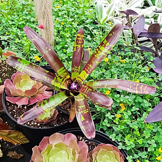 Neoregelia "Flash Point"