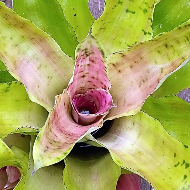 Aechmea pectinata minor