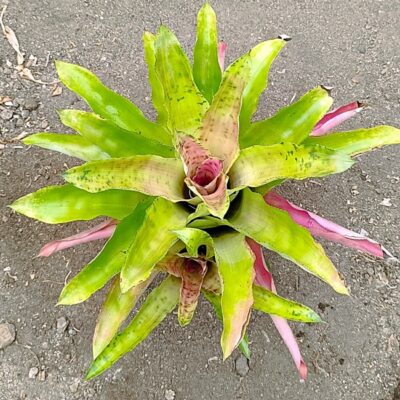 Aechmea pectinata minor
