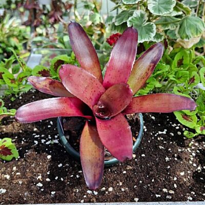 Neoregelia "Little Africa" x "Strawberry Cup"