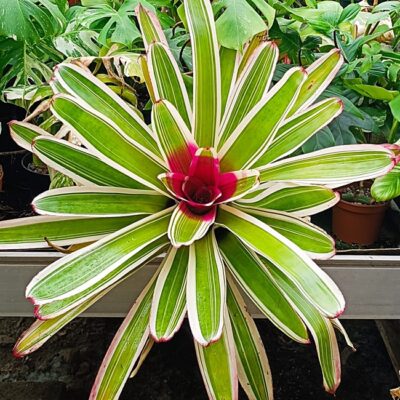 Neoregelia Nr 22