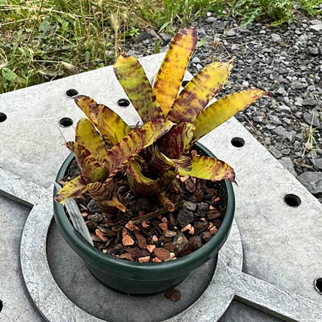 Neoregelia "Kit Kat"