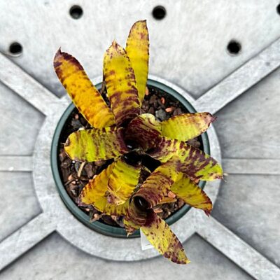 Neoregelia "Kit Kat"