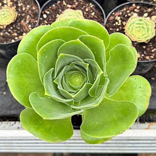 Aeonium arboreum