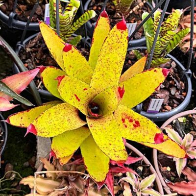 Neoregelia Hendrix