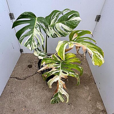 Monstera Deliciosa var. Nr 4
