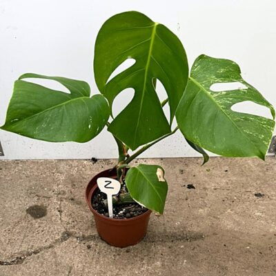 Monstera Deliciosa var. Nr 2