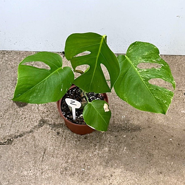 Monstera Deliciosa var. Nr 2