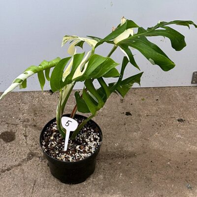 Monstera Deliciosa Var. Nr 5