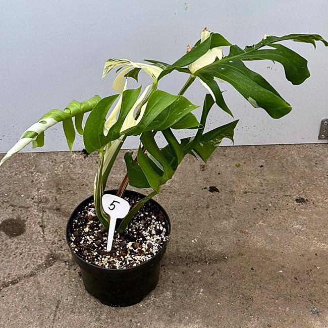 Monstera Deliciosa Var. Nr 5