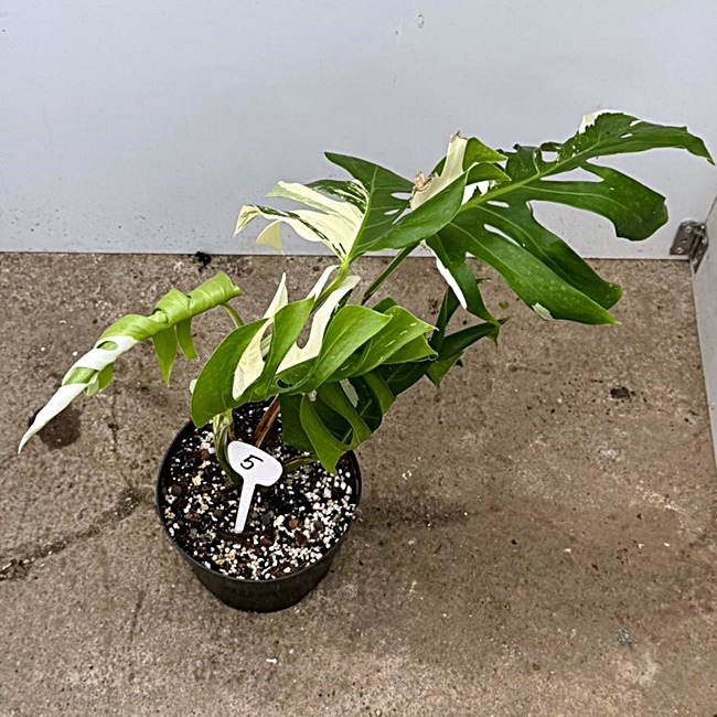 Monstera Deliciosa Var. Nr 5