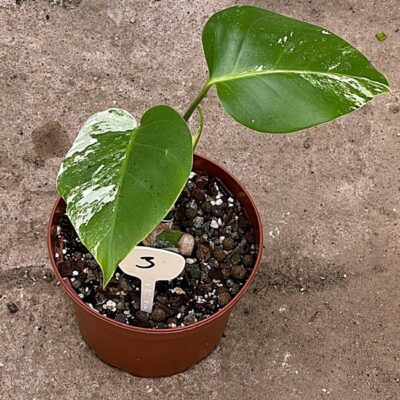 Monstera Deliciosa var Nr 3