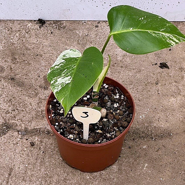 Monstera Deliciosa var Nr 3
