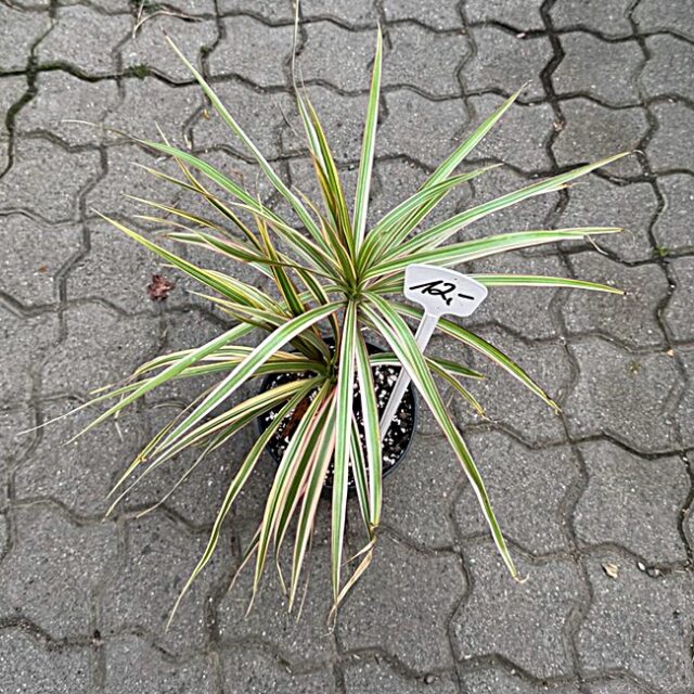 Gerandeter Drachenbaum