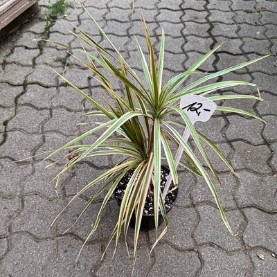 Geradeter Drachenbaum