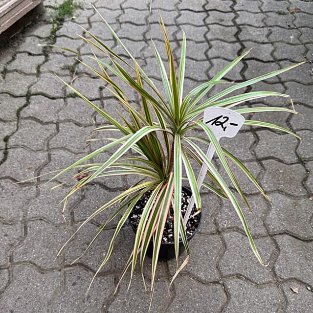 Geradeter Drachenbaum