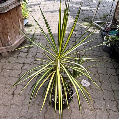 Gerandeter Drachenbaum