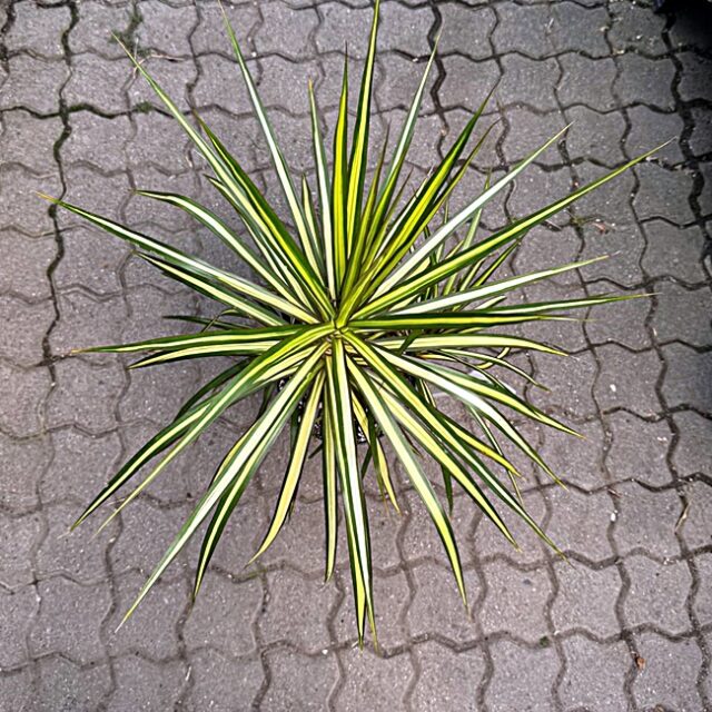 Gerandeter Drachenbaum