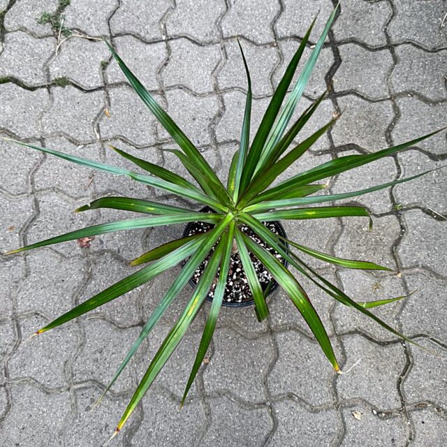 Drachenbaum