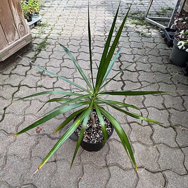 Drachenbaum