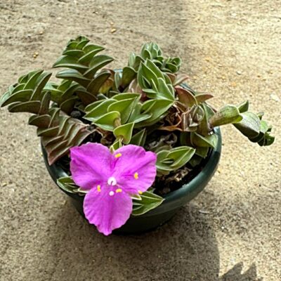 Tradescantia navicularis