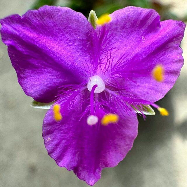 Tradescantia navicularis