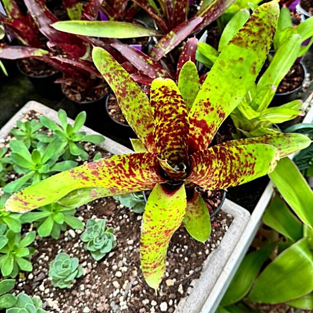 Neoregelia Betty Head