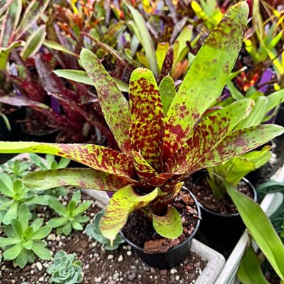 Neoregelia Betty Head