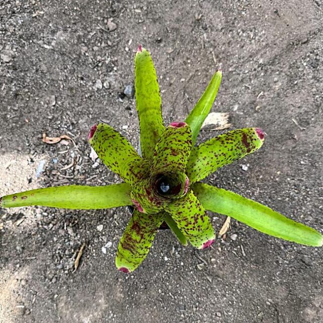 Neoregelia Red Lips