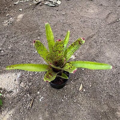 Neoregelia Red Lips