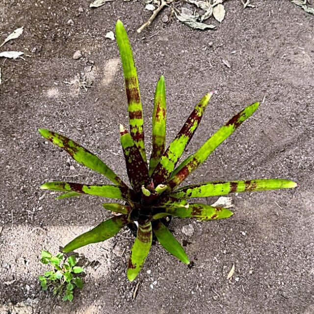 Neoregelia Opser