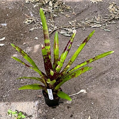 Neoregelia Opser