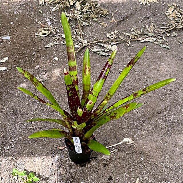 Neoregelia Opser