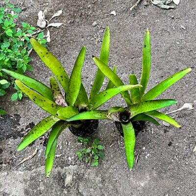 Neoregelia smithii