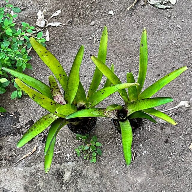 Neoregelia smithii