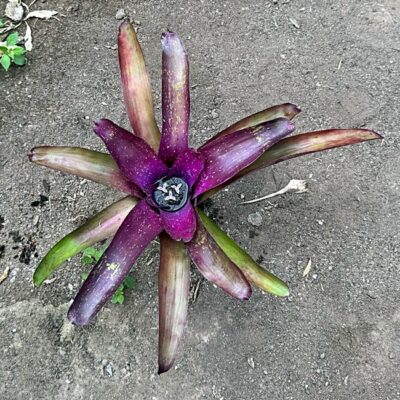 Neoregelia Shylock