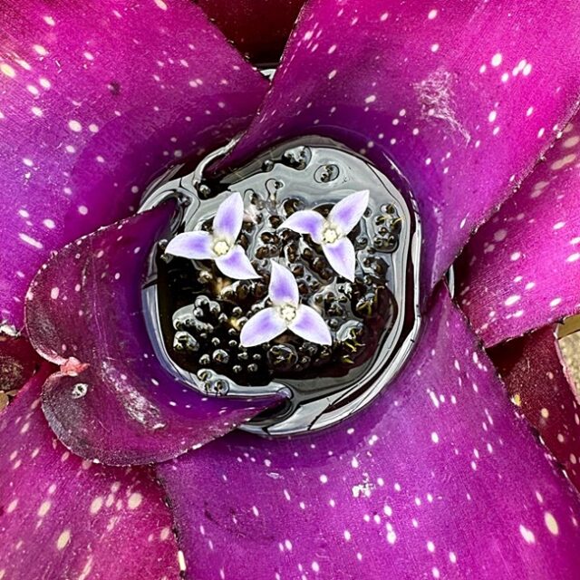 Neoregelia Shylock
